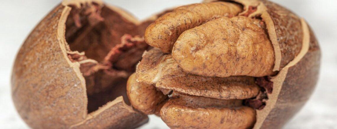 Pecan milk the creamy, full bodied pour your gut and taste buds can agree on. use discount code plantpower to save on nama & hurom nut milk makers and juicers.